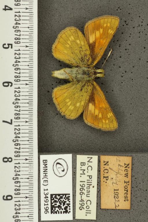 Ochlodes sylvanus (Esper, 1777) - BMNHE_1349196_155391