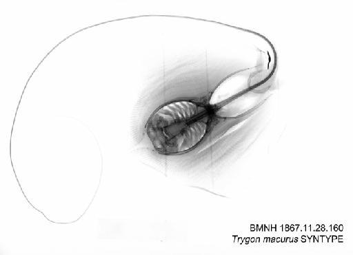 Trygon macrurus Bleeker, 1852 - BMNH 1867.11.28.160 - Trygon macurus SYNTYPE Radiograph