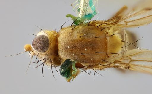 Apophoneura picta Malloch, 1933 - 010868987 Apophoneura picta holotype male head thorax dorsal