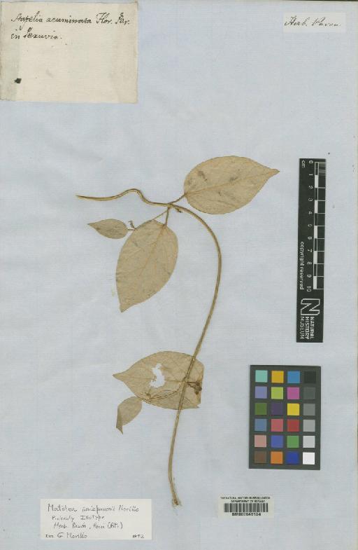 Matelea ruizpavonii Morillo - BM000645134