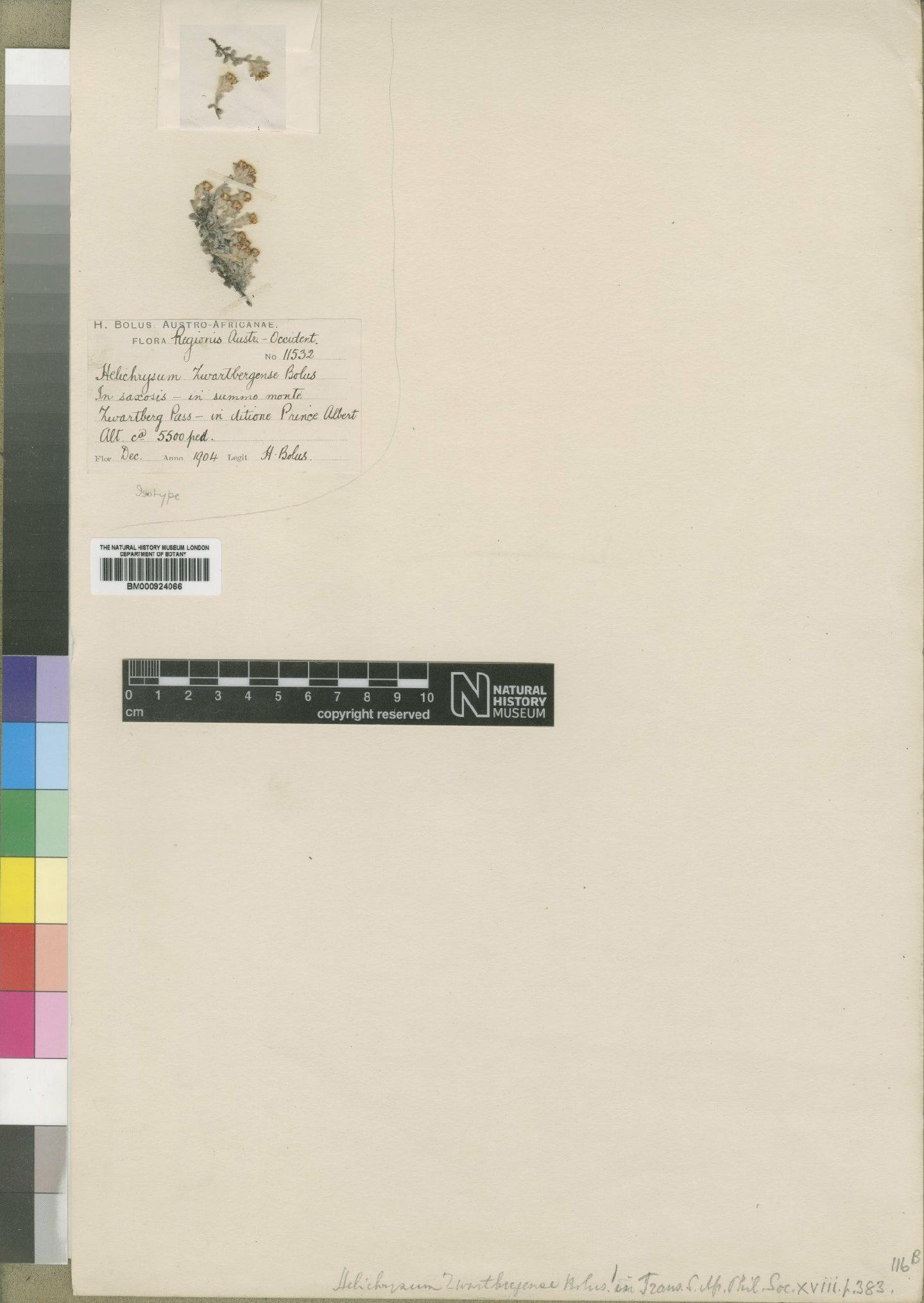 To NHMUK collection (Helichrysum zwartbergense Bolus; Isotype; NHMUK:ecatalogue:4529094)
