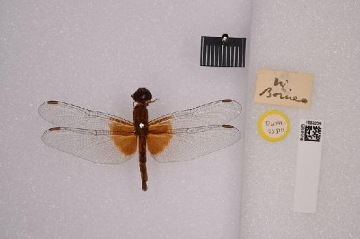 Neurothemis disparilis Kirby, 1889 - BMNHE_1683209-Neurothemis_disparilis-dorsal