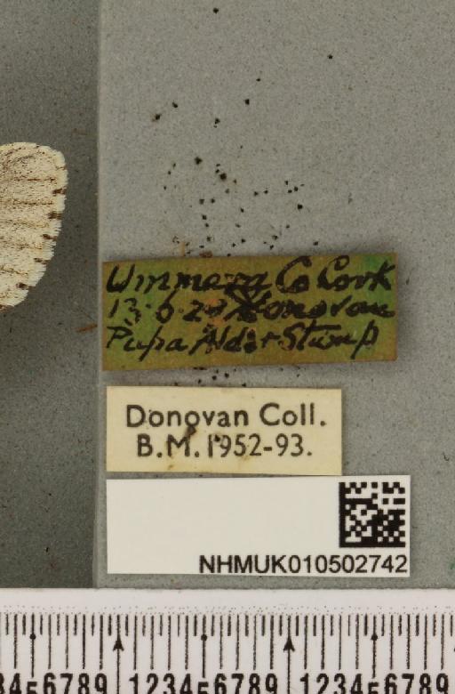 Acronicta leporina ab. grisea Cochrane, 1906 - NHMUK_010502742_label_560791