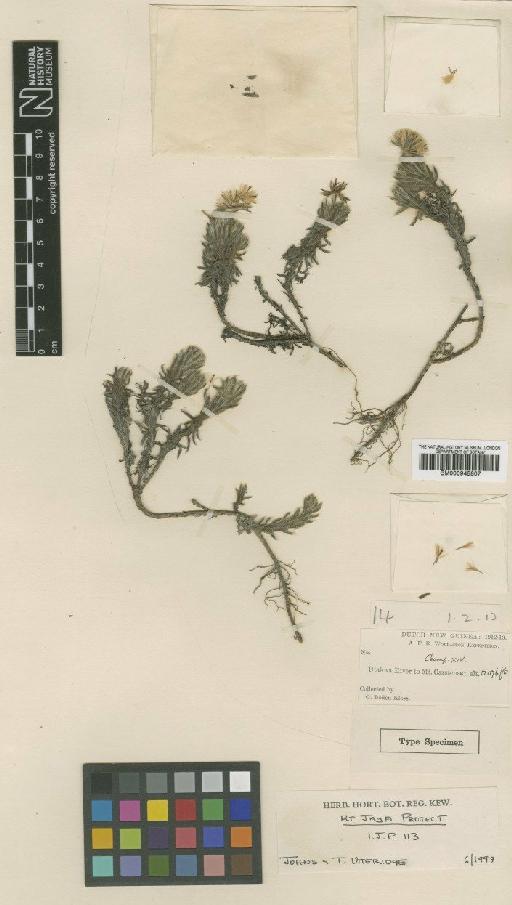 Erigeron piloso-villosus S.Moore - BM000945807