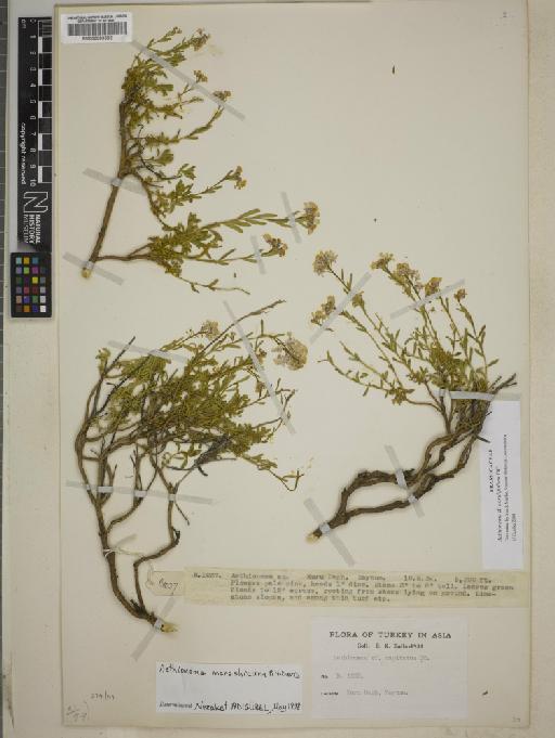 Aethionema coridifolium DC. - BM000883562
