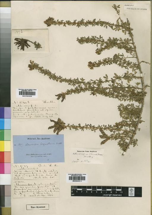 Adenocarpus mannii (Hook.f.) Hook.f. - BM000843210