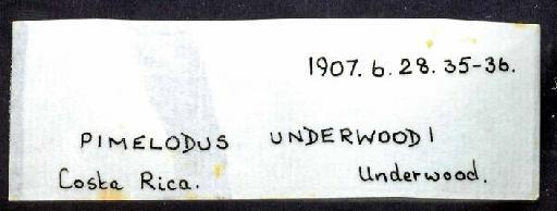 Rhamdia underwoodi Regan, 1907 - 1907.6.28.33; Rhamdia underwoodi; image of jar label; ACSI project image