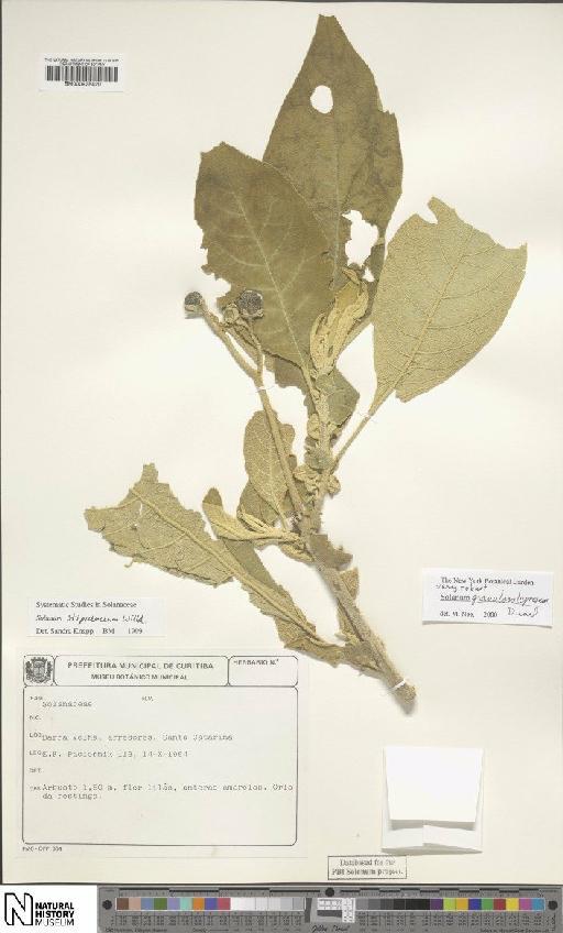 Solanum granuloso-leprosum Dunal - BM000935420