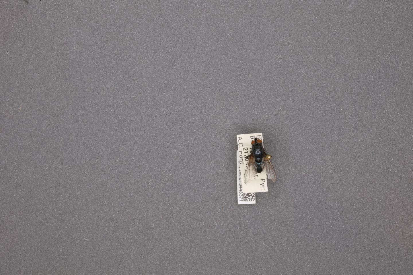 Calliphora stylifera