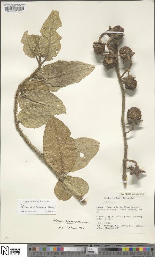Solanum aturense Humb. & Bonpl. ex Dunal - BM000579097