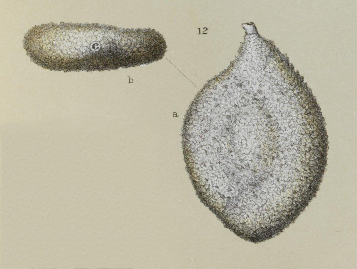 To NHMUK collection (Spiroloculina arenaria Brady, 1884; Syntype; NHMUK:ecatalogue:3093226)