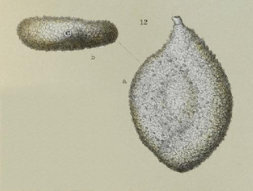 Spiroloculina arenaria Brady, 1884 - ZF2392_8_12_Proemassilina_arenaria.jpg