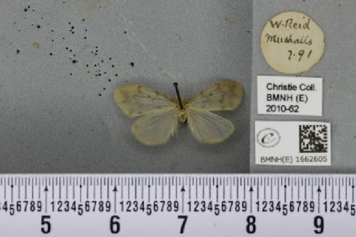 Nudaria mundana (Linnaeus, 1761) - BMNHE_1662605_283983