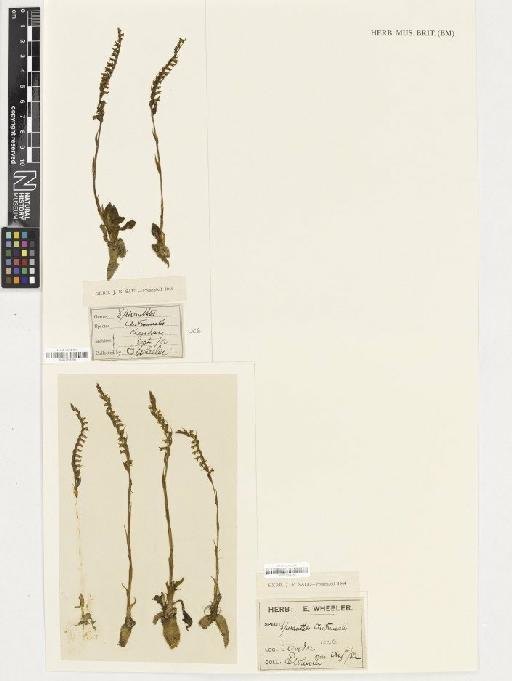 Spiranthes spiralis (L.) Chevall. - BM001164289