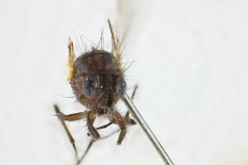 Anthomyia aenea (Malloch, 1934) - Anthomyia aenea HT head