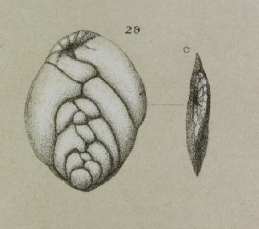 Bolivina tenuis Marsson, 1878 - ZF1198_52_29_Brizalina_subtenuis.jpg