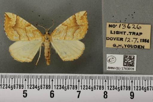 Eulithis mellinata (Fabricius, 1787) - BMNHE_1763008_344910