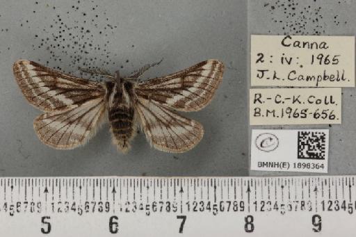 Lycia zonaria atlantica (Harrison, 1938) - BMNHE_1898364_491236