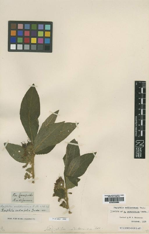 Aegiphila mediterranea Vell. - BM000884568