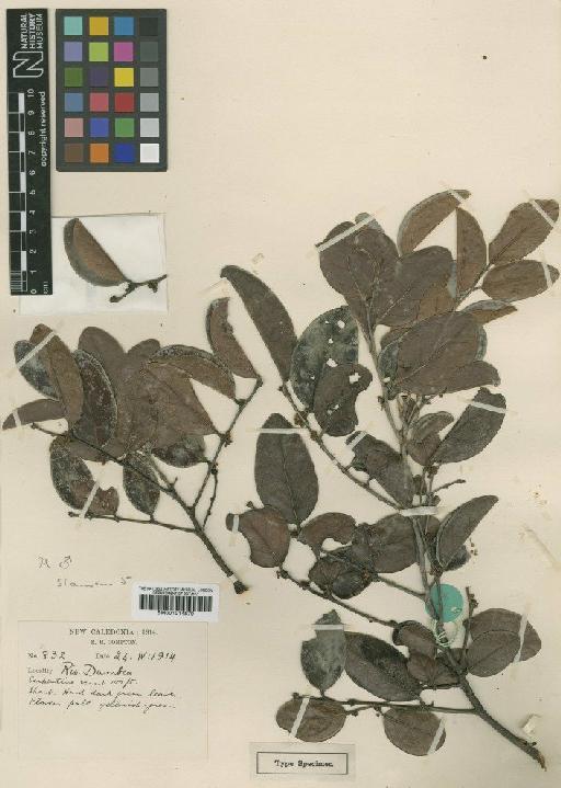 Phyllanthus durus S.Moore - BM001014879