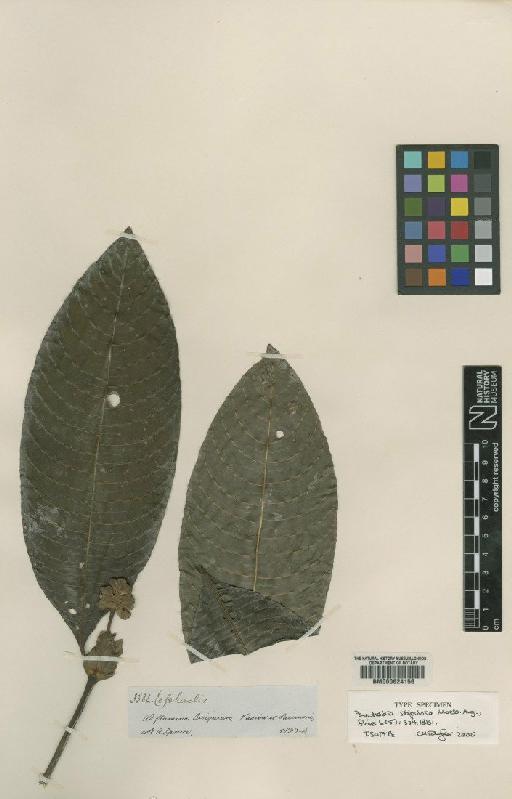 Psychotria stipulosa Müll.Arg. - BM000624156