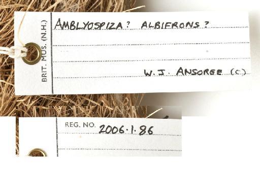 Amblyospiza albifrons (Vigors, 1831) - N2006