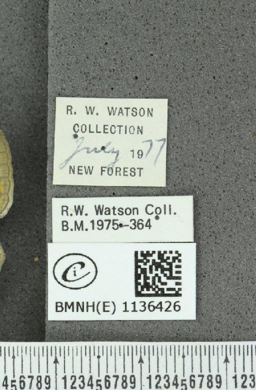 Neozephyrus quercus ab. infraflavomaculata Lempke, 1956 - BMNHE_1136426_label_94256