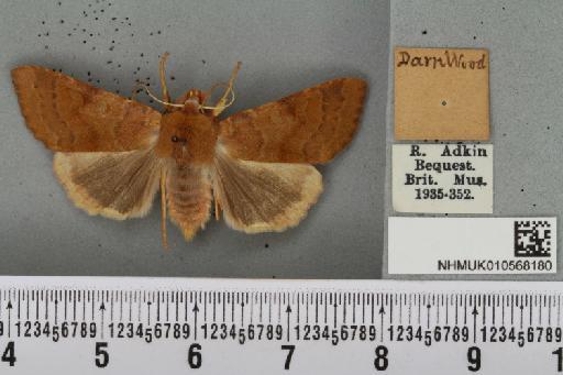 Agrochola helvola (Linnaeus, 1758) - NHMUK_010568180_625818