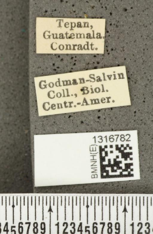 Calligrapha (Polyspila) multiguttata Stål, 1859 - BMNHE_1316782_label_15917