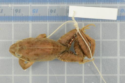 Ptychadena cooperi - 1947.2.1.16_Image001