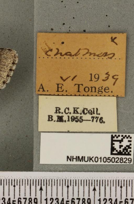 Acronicta leporina ab. melanocephala Mansbridge, 1905 - NHMUK_010502829_label_560842
