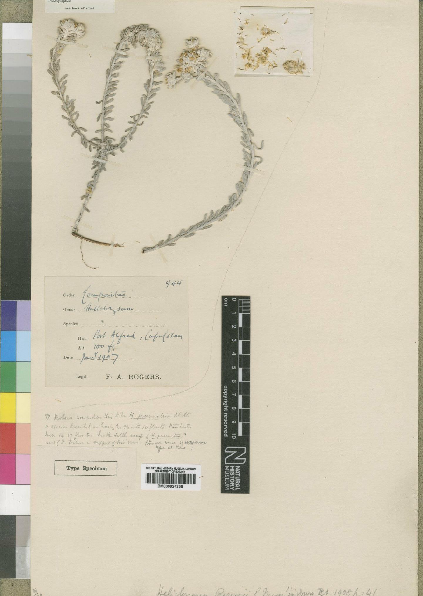 To NHMUK collection (Helichrysum praecinctum Klatt; Type; NHMUK:ecatalogue:4529263)