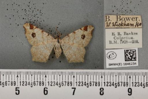 Macaria notata (Linnaeus, 1758) - BMNHE_1846234_420264