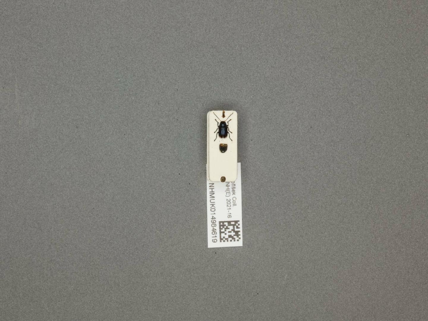 Cryptocephalus tetraspilus