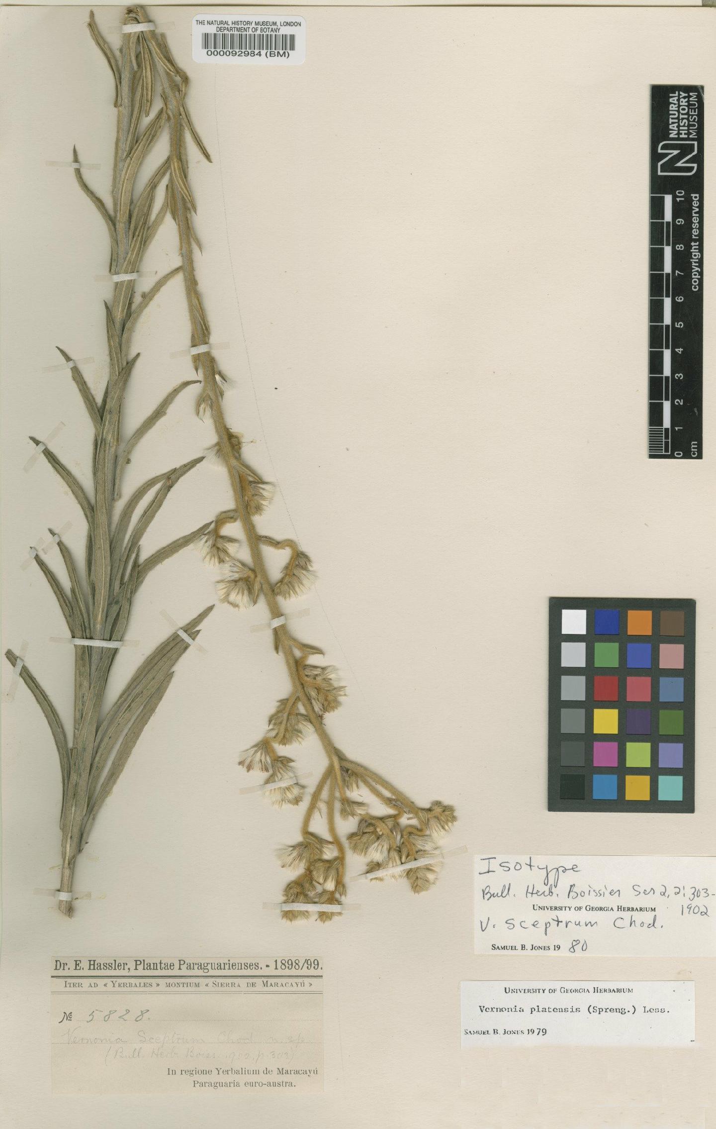 To NHMUK collection (Vernonia cognata Less; Isotype; NHMUK:ecatalogue:4567586)