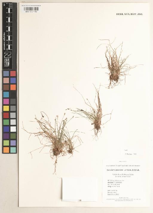 Eleocharis acicularis (L.) Roem. & Schult. - 013737153