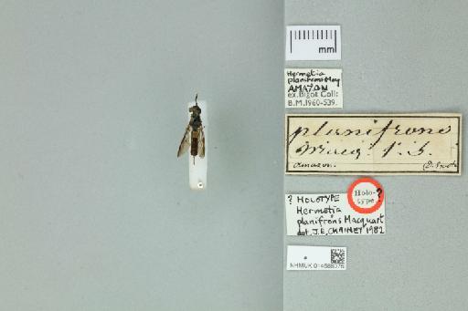 Hermetia planifrons Macquart, 1846 - 014588076_Labels_Dorsal