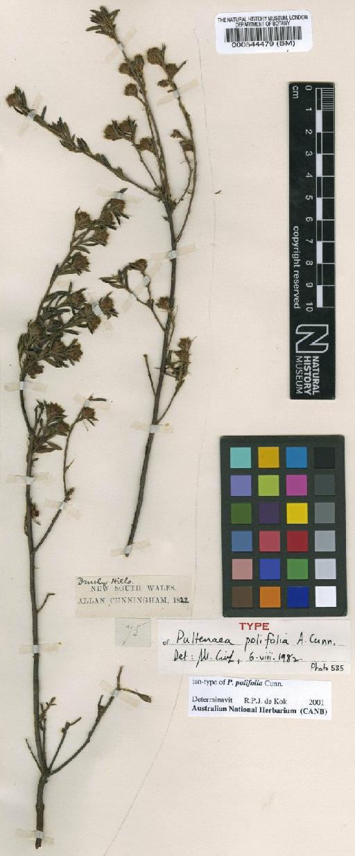 Pultenaea polifolia A.Cunn. - BM000544479