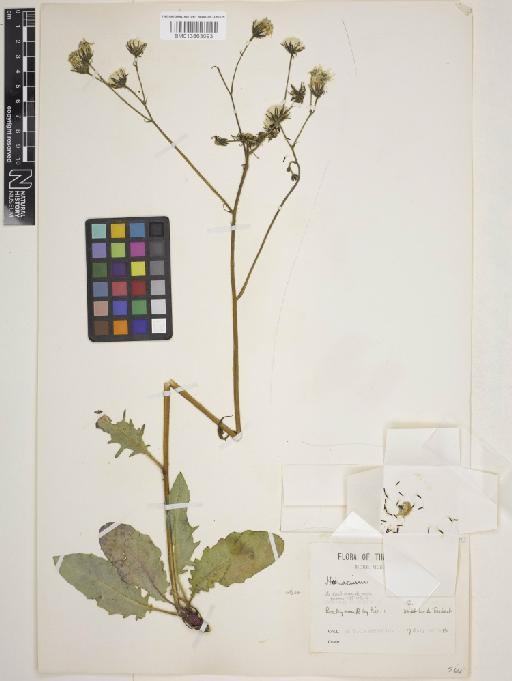 Hieracium cravoniense (F.Hanb.) Roffey - 013863093_cap1