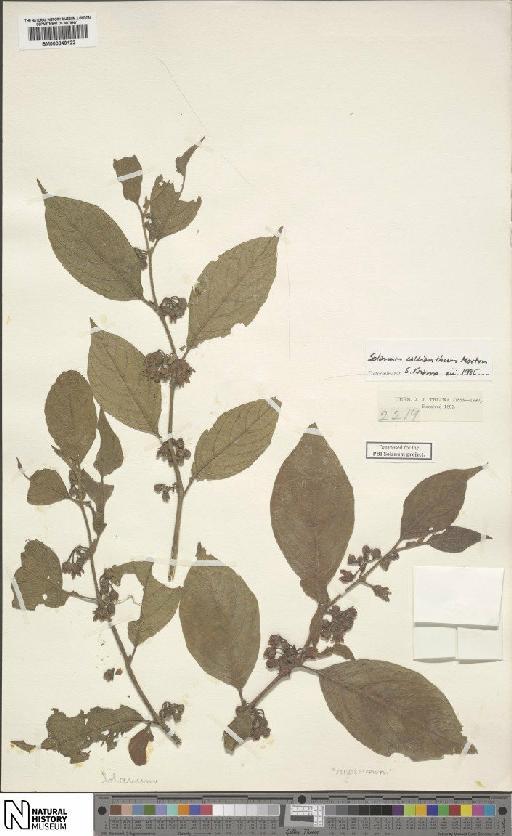 Solanum callianthum C.V.Morton - BM000849122