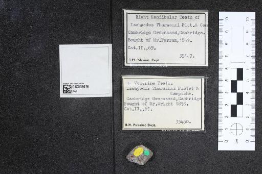 Ischyodus thurmanni infraphylum Gnathostomata Pictet and Campiche, 1878 - 010038646_L010040994