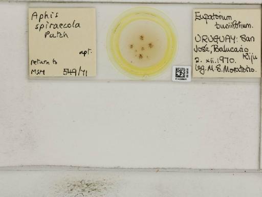 Aphis (Medoralis) spiraecola Patch, 1914 - 014226991_112528_1093088_157839_NoStatus
