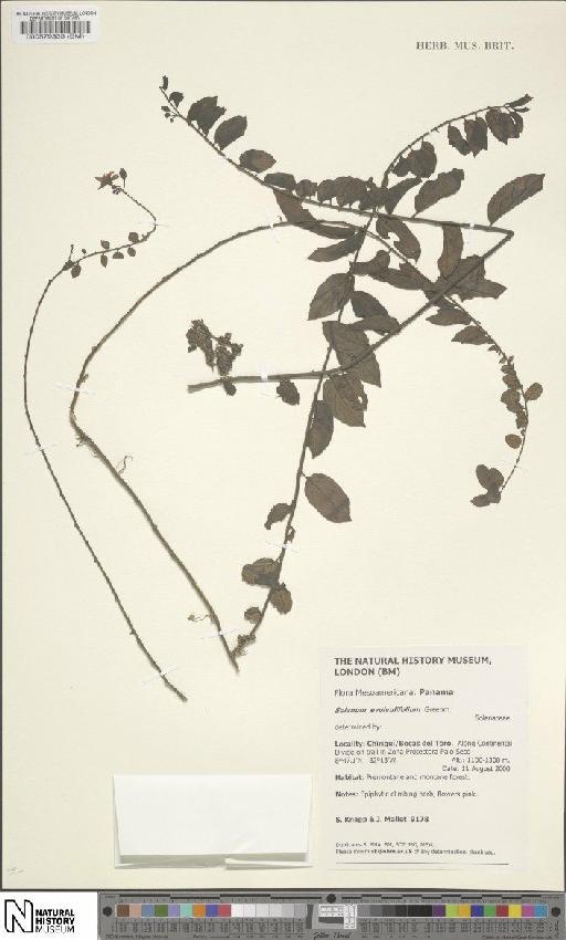 Solanum evolvulifolium Greenm. - BM000579335