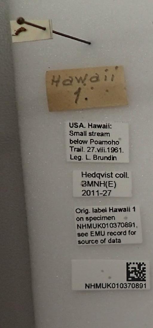 Eupelmidae Walker, 1833 - Hawaii 1 010370891 labels