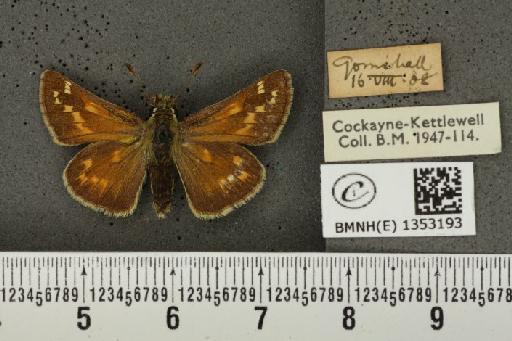 Hesperia comma (Linnaeus, 1758) - BMNHE_1353193_156263