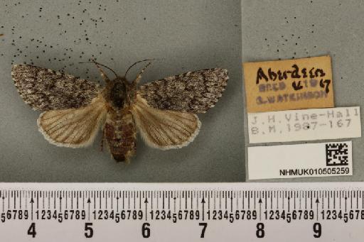 Acronicta cinerea ab. fasciata Hannemann, 1916 - NHMUK_010505259_562956