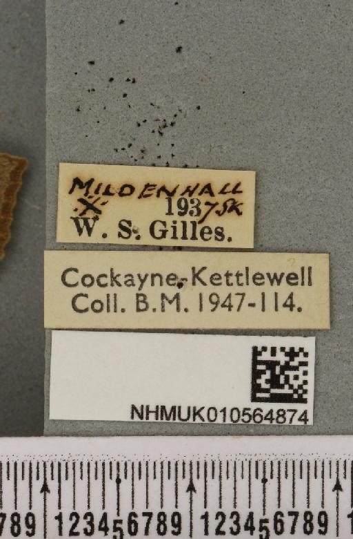 Cirrhia ocellaris ab. lineago Guenée, 1852 - NHMUK_010564874_label_622538