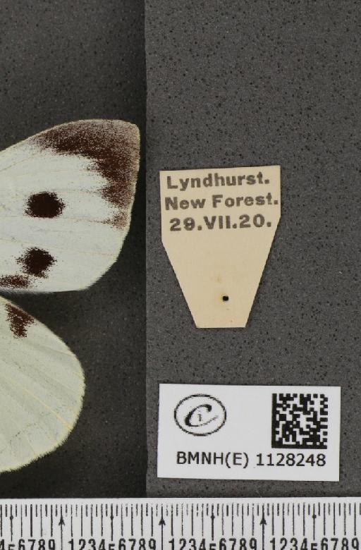 Pieris brassicae (Linnaeus, 1758) - BMNHE_1128248_label_85074
