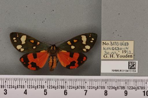 Callimorpha dominula (Linnaeus, 1758) - NHMUK_010413164_523171