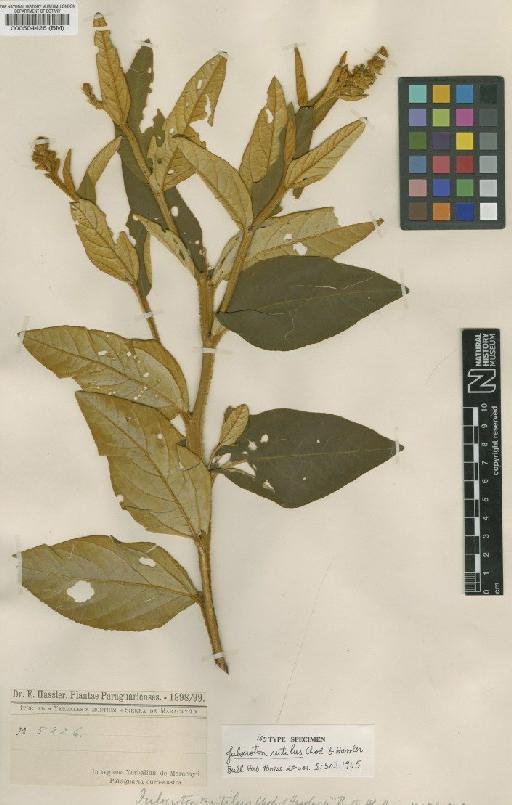 Croton rutilis (Chodat & Hassl.) G.L.Webster - BM000504426